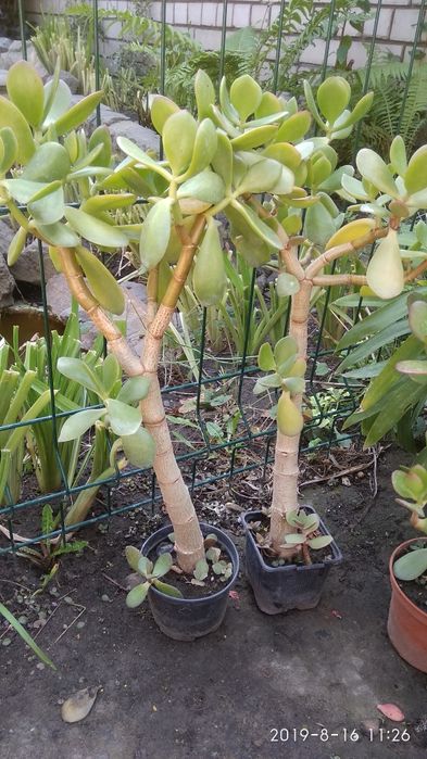 Столетник,денежное дерево