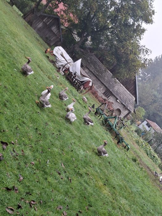 Sprzedam Gęsi oraz kaczki