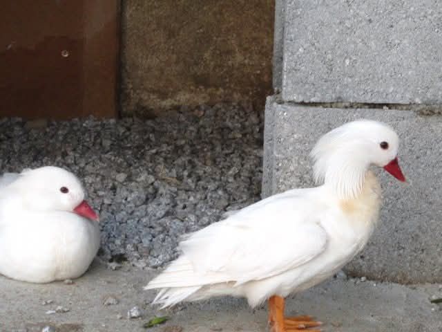 Patos Mandarim  e Carolino