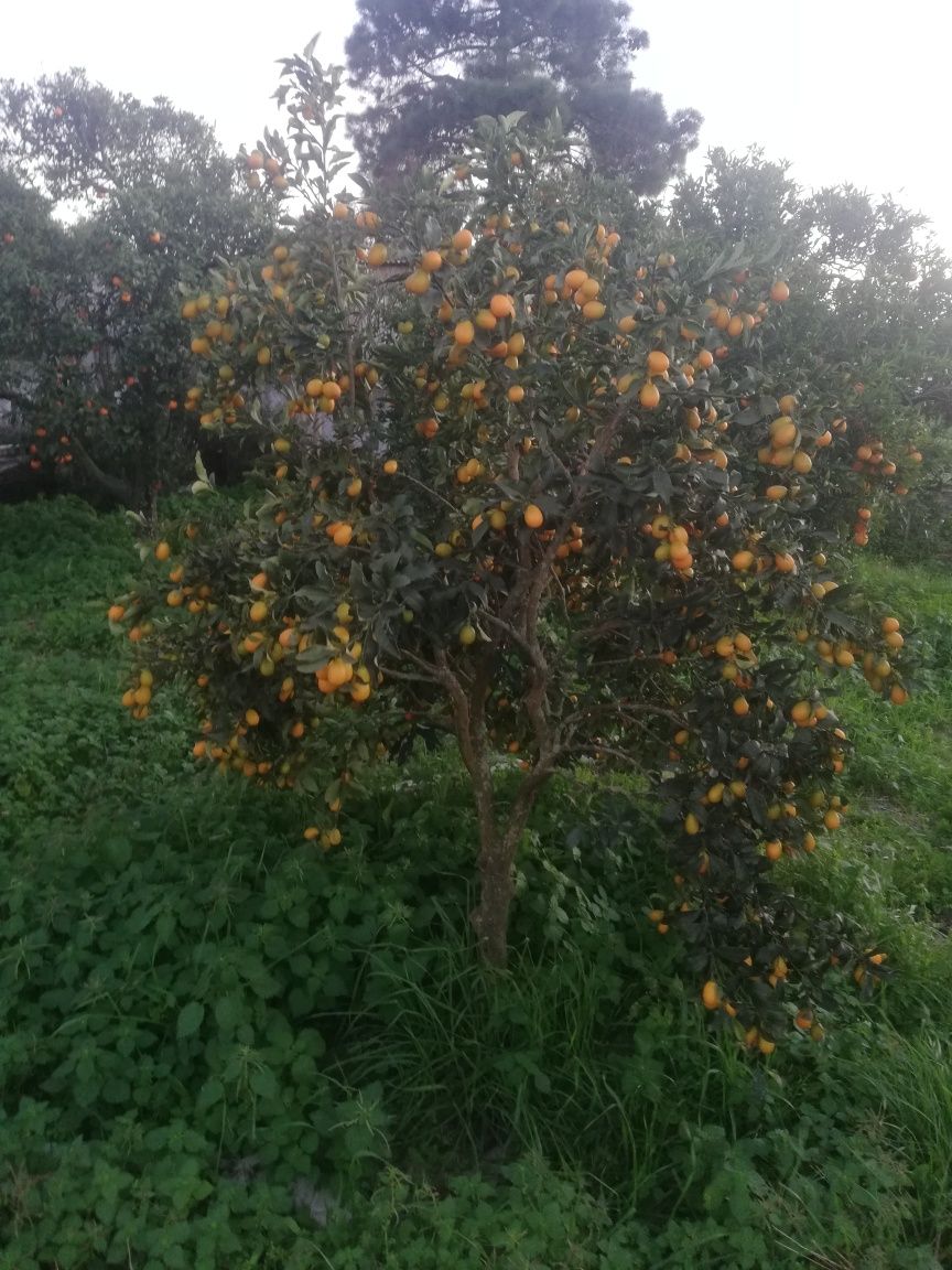 Venda laranjas kumquat