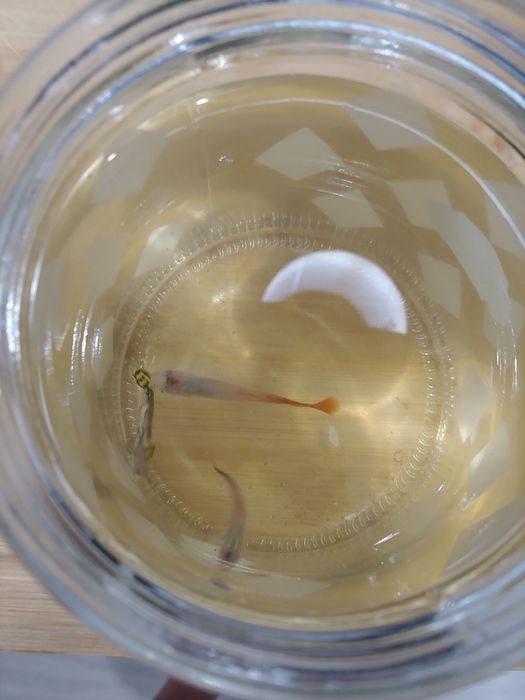 Sprzedam lub zamienię gupiki