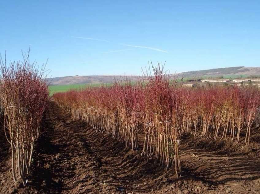 Саджанці: яблуня, груша, персик, нектарин, абрикос, слива, алича, айва