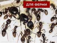 Колонії 30 - 40 робітників + матка, Жнеці, Messor Structor