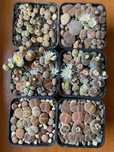 Nasiona żywych kamieni Lithops