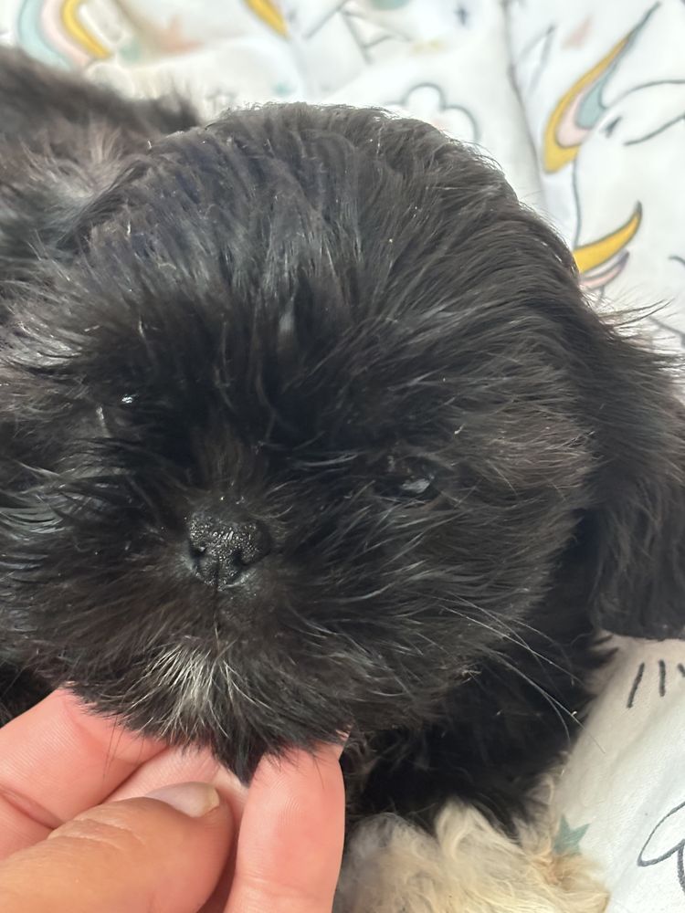 Piesek czarny shih tzu