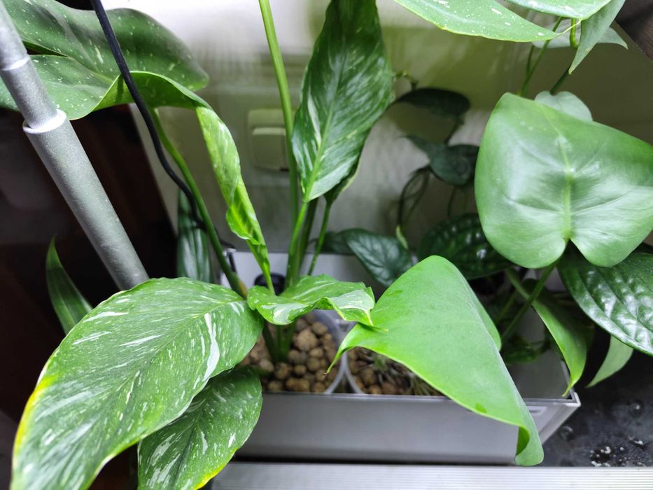 Hydroponika,akwaponika