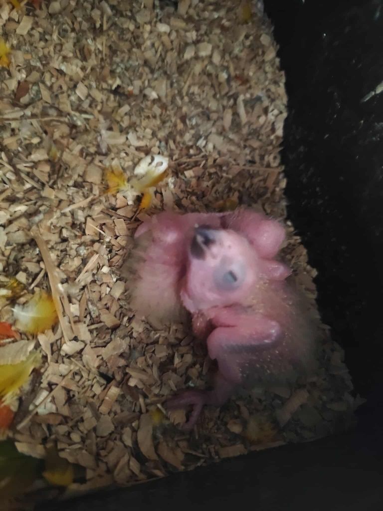 Aratinga sol bebe