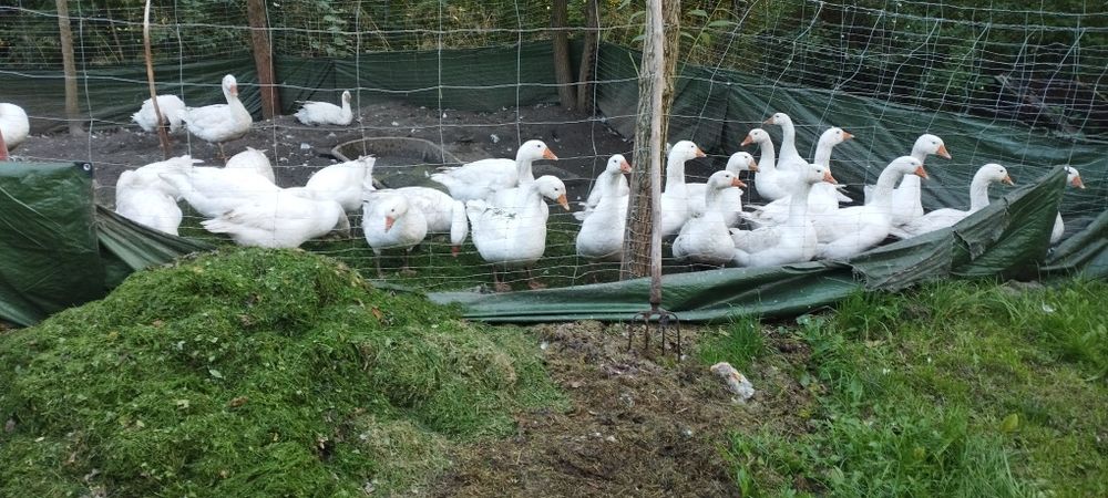 Gęsi 180zl sztuka żwawa 220 oskubana