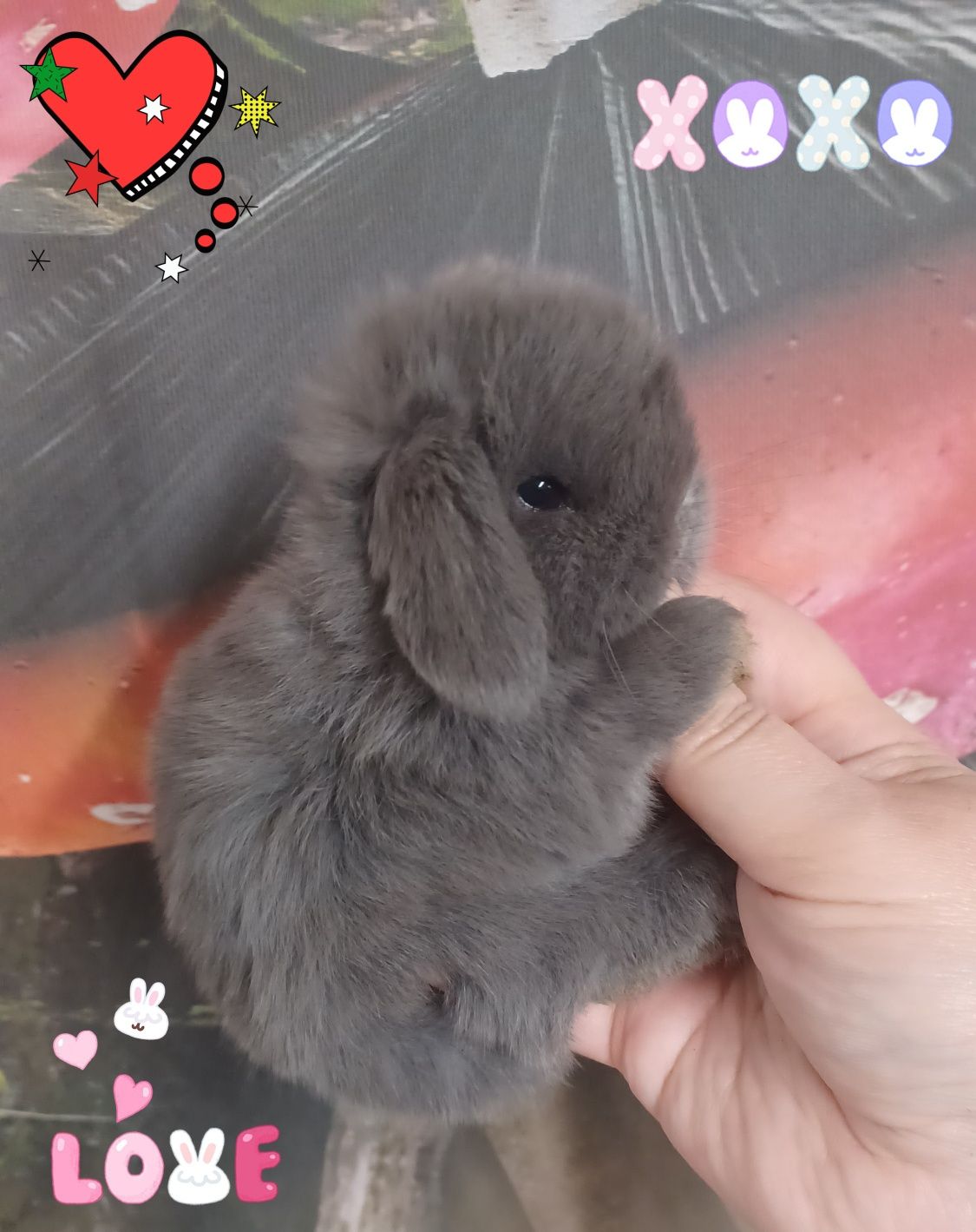 Kroliczki mini lop miniaturka hodowla zarejestrowana