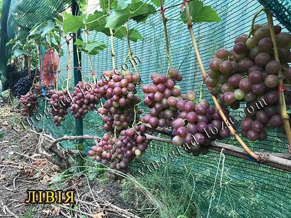 Саджанці винограду вкривних та невкривних сортів