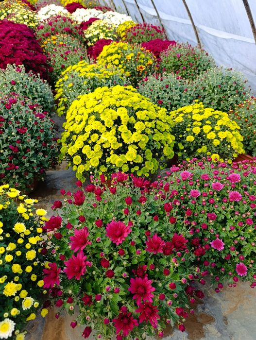 Chryzantemy drobnokwiatowe