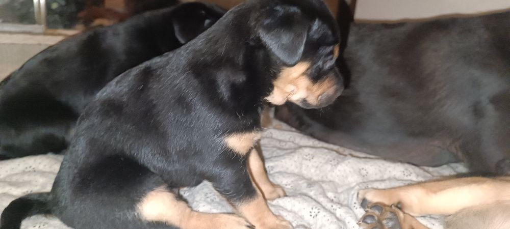 Oddam 1,5 miesięczną suczkę w dobre ręce