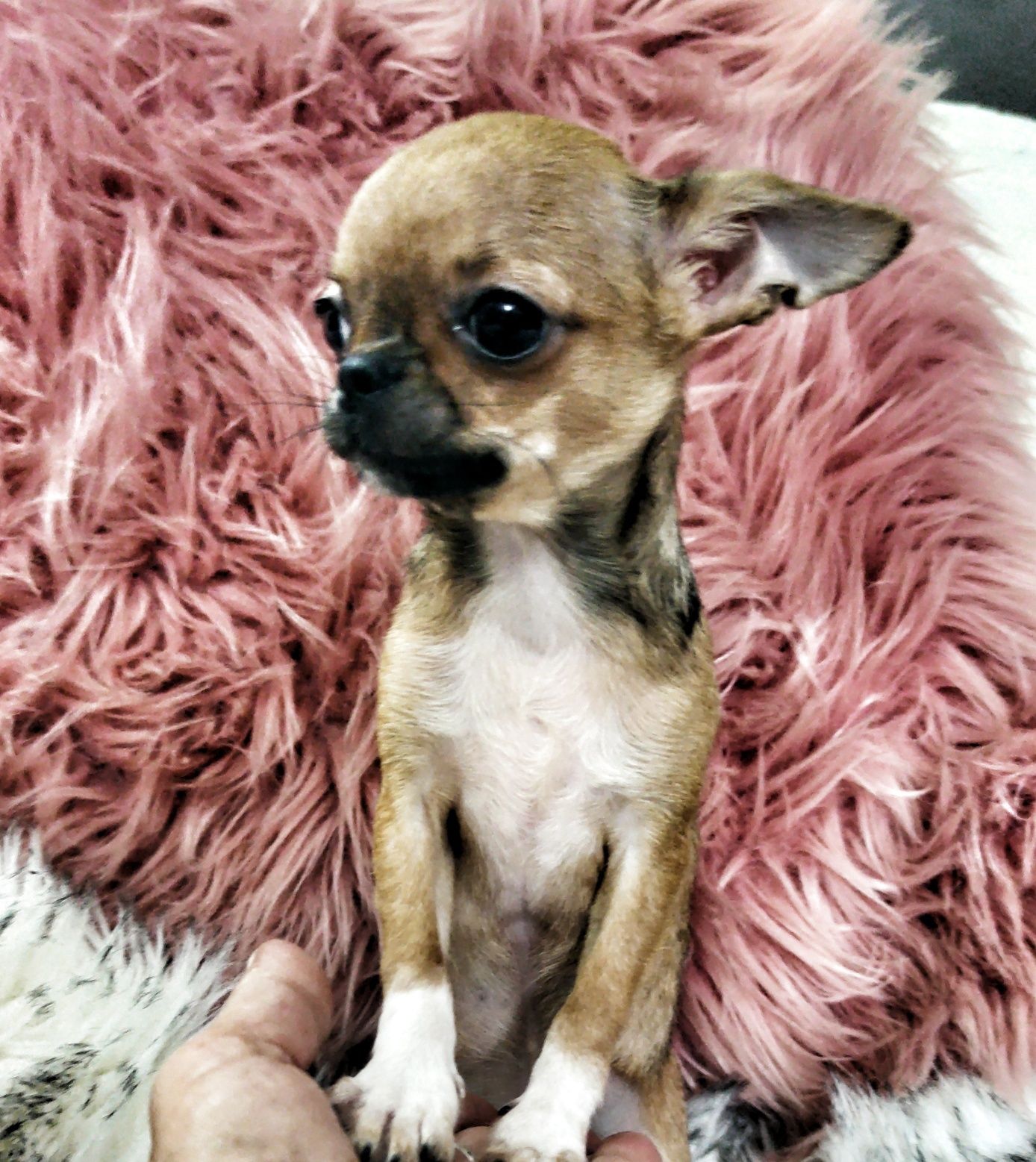 *** Gotowa do odbioru *** Mini Piękność Chihuahua ***
