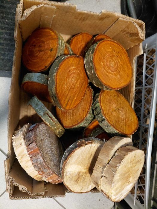 Plastry drewniane różne rodzaje