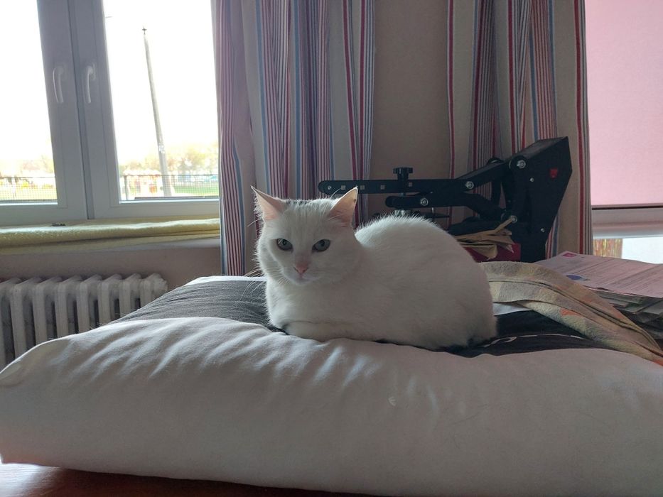 Legowisko dla kota, poduszka