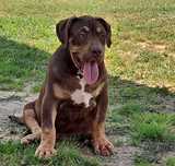 american bully xl piesek 4 miesieczny piekny łagodny