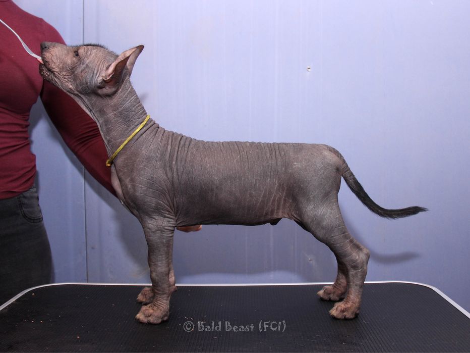 Nagi pies meksykański standard xoloitzcuintle samiec