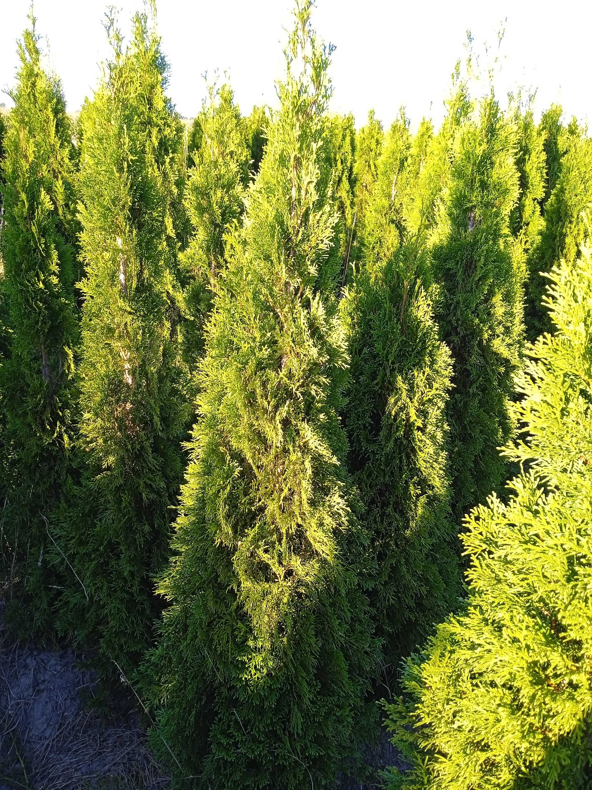 tuja thuja szmaragd 250cm 2.5m wysokie - w ofercie też inne wysokości