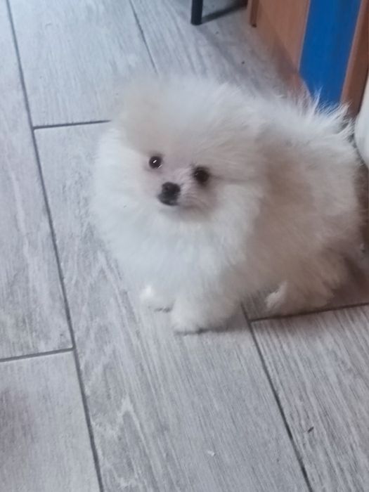 Pomeranian suczka mini mini