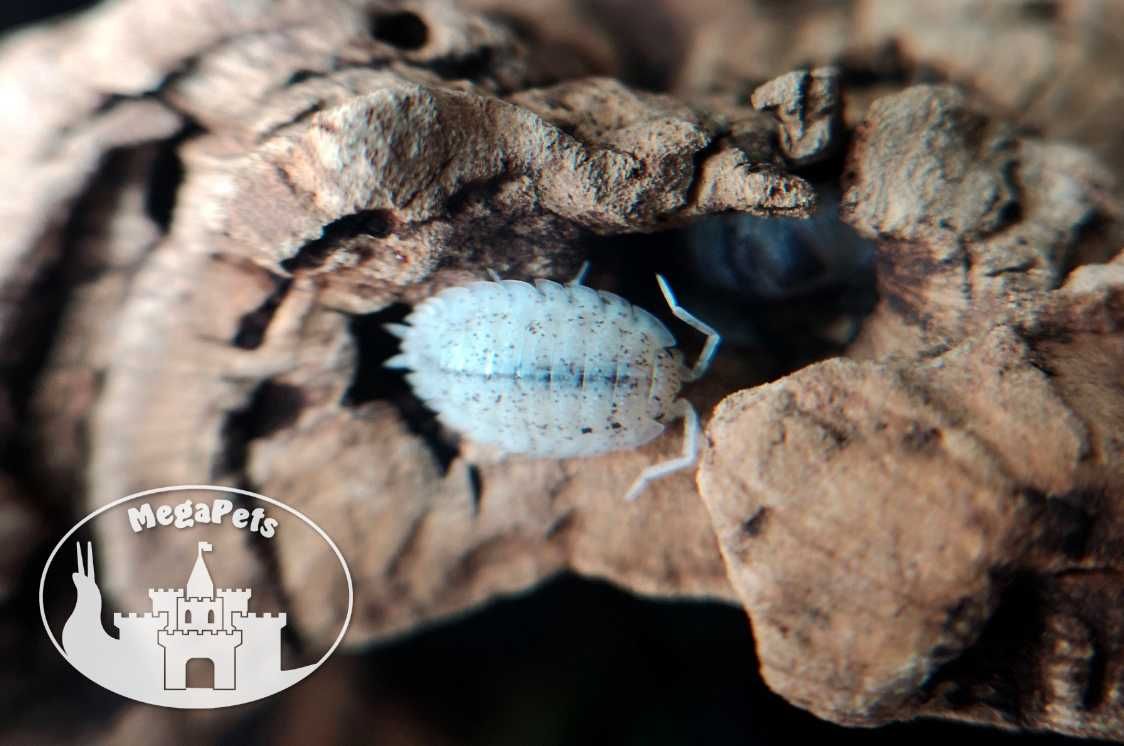 Porcellio scaber dalmatian Stonoga Kulanki Prosionki Skoczogonki