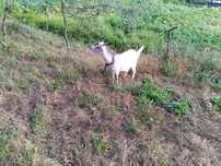 Vendo cabras anãs