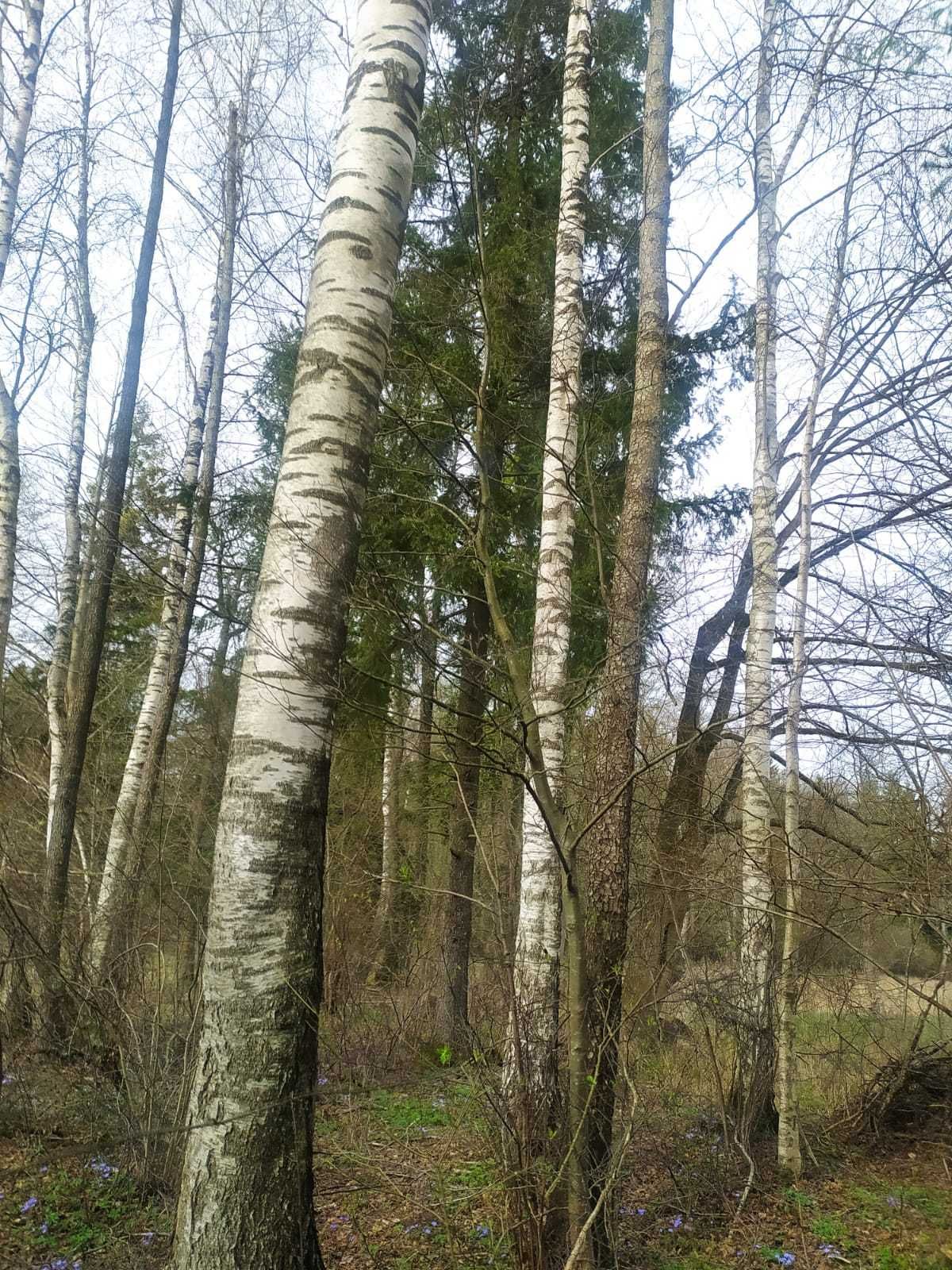 łąka na sprzedaż