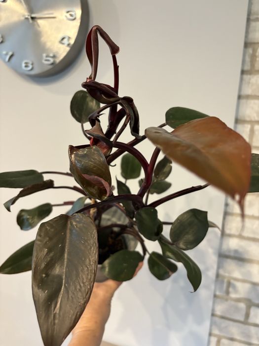 Philodendron Pink Princess