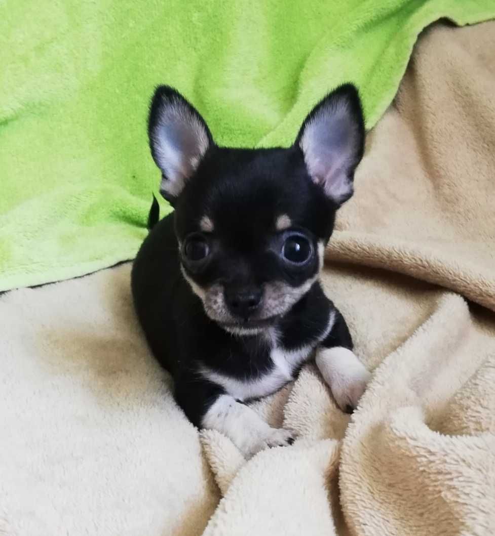 Chihuahua chłopiec xs