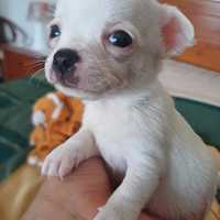 Chihuahua menina mini