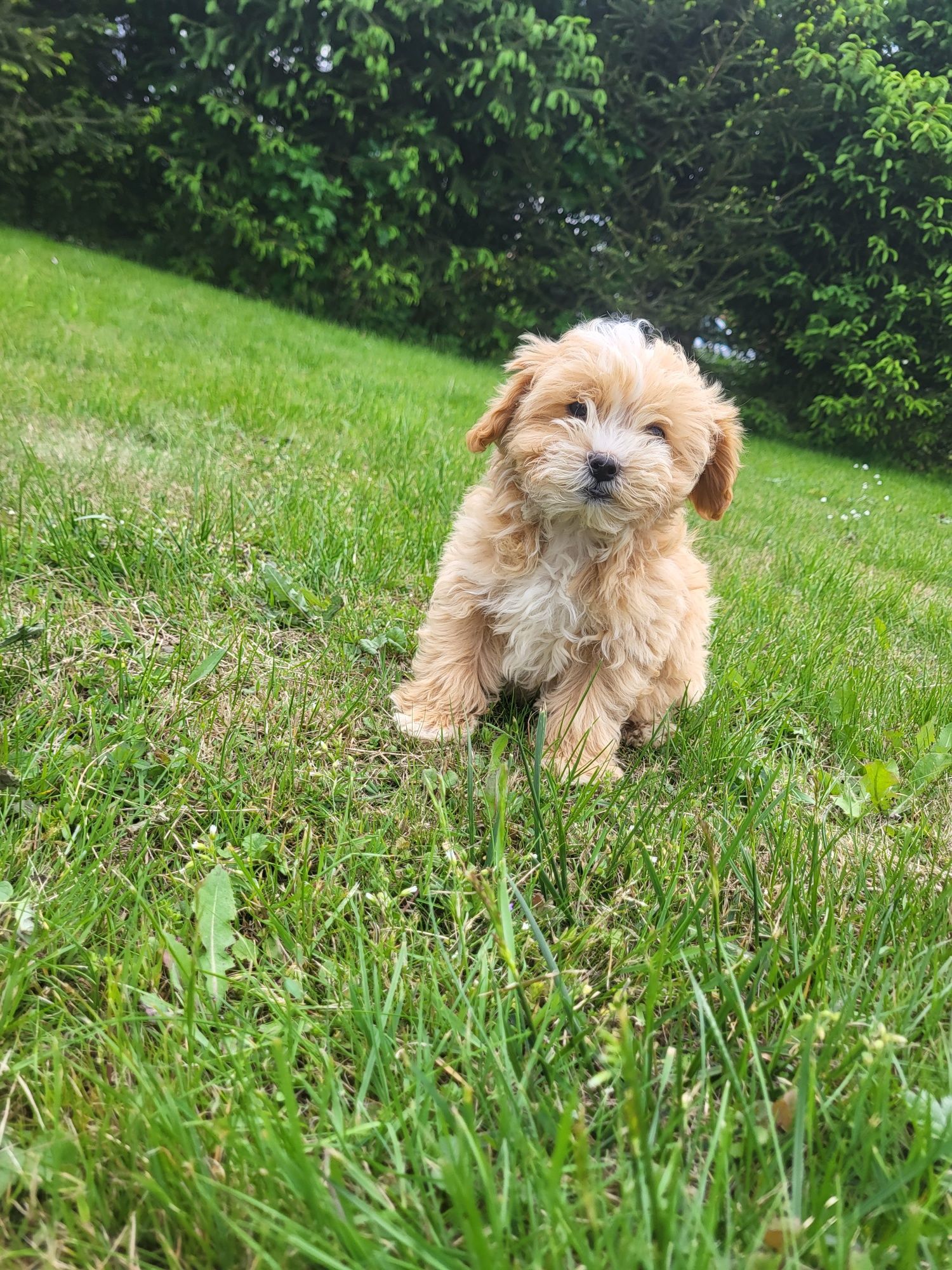 Śliczna sunia Maltipoo
