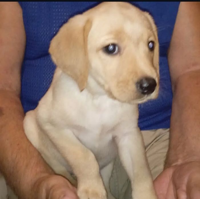 Щенки лабрадора ретривера