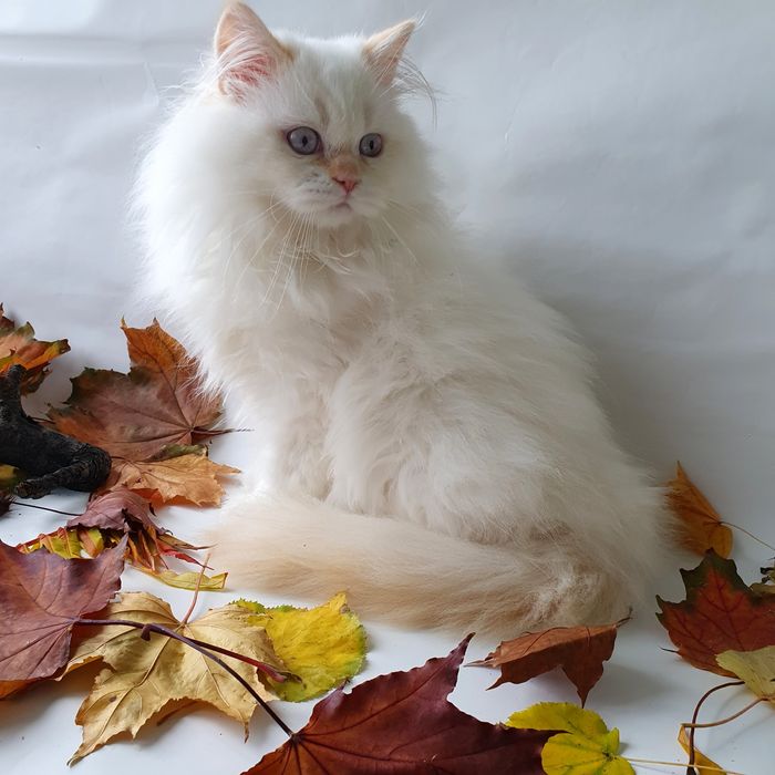 Чудовий котик з блакитними очима. Кращий друг дитині