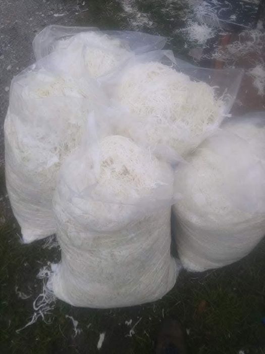 Kapusta szatkowana z własnej uprawy