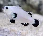 Akwarium morskie - Snow Storm (Amphiprion ocellaris)