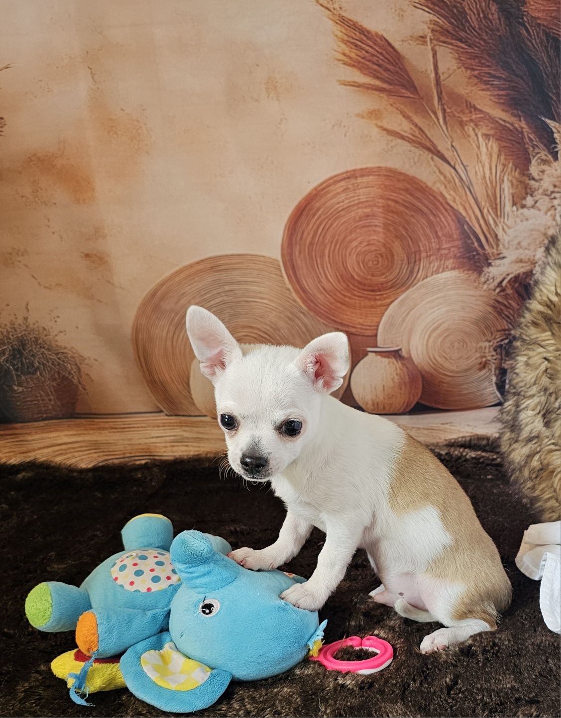 ***Piesek Xs chihuahua***