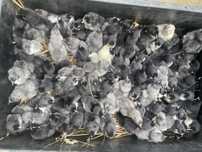 Australorp, australorpy