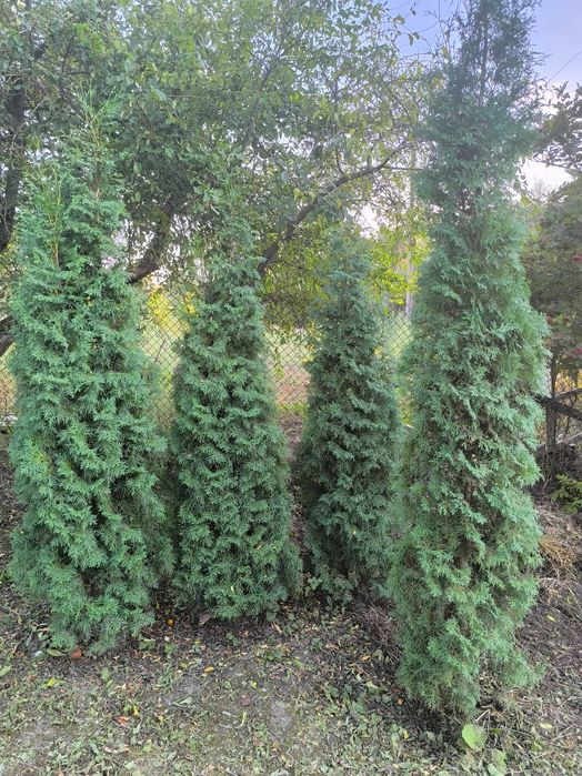 Продаю туї колоновидні 2-2,5м.