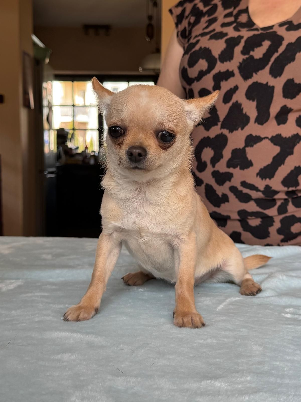Chihuahua krótkowłosa