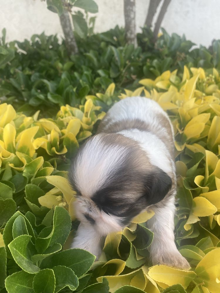 Shi-tzu super top   femea excelente