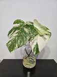 Monstera Albo Variegata - Szczyt