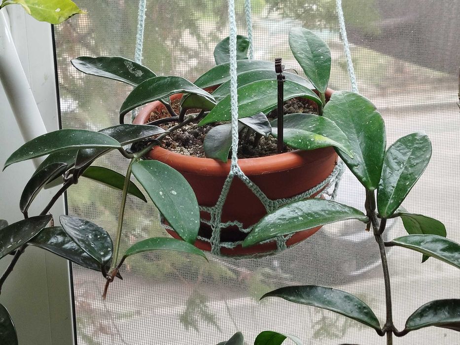 хоя, кактус, суккуленти, сенполія, шлюмбергера, орхідея.Багато надлишк