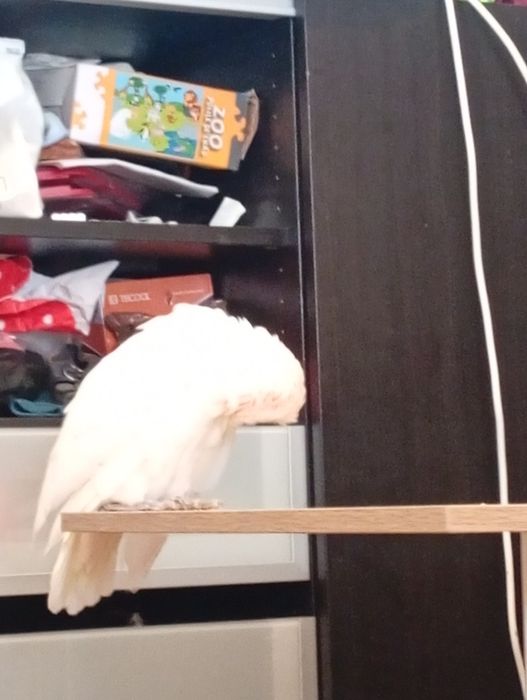 Cacatua Corella  com dois anos