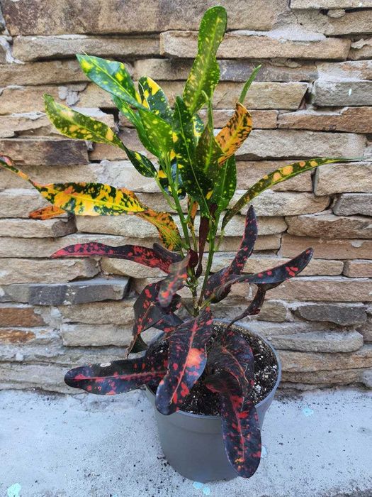Кротоны  дизиготека аспарагус Фиттония араукария