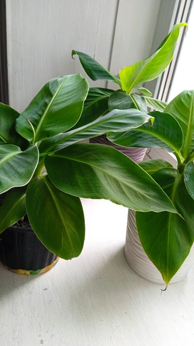 Банан кімнатний карликовий