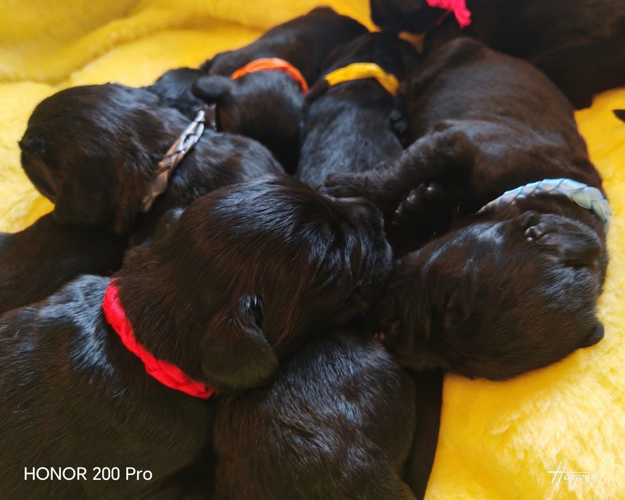 Sznaucer Olbrzym Czarny Mazurlandia.com