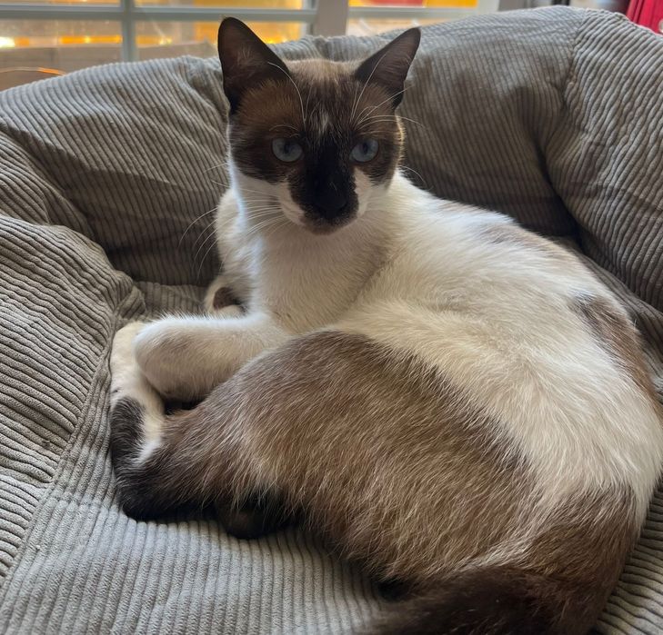 Gato siamês perdido para adoção