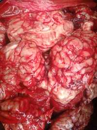 Мозок, мізки яловичі, телячі