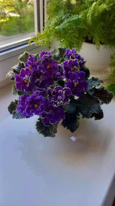 Детки фиалки ( сенполии)