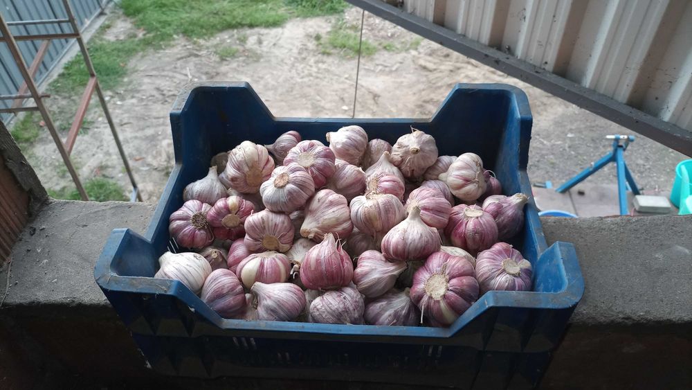 Czosnek Harnas do sadzenia. Wysyłka!