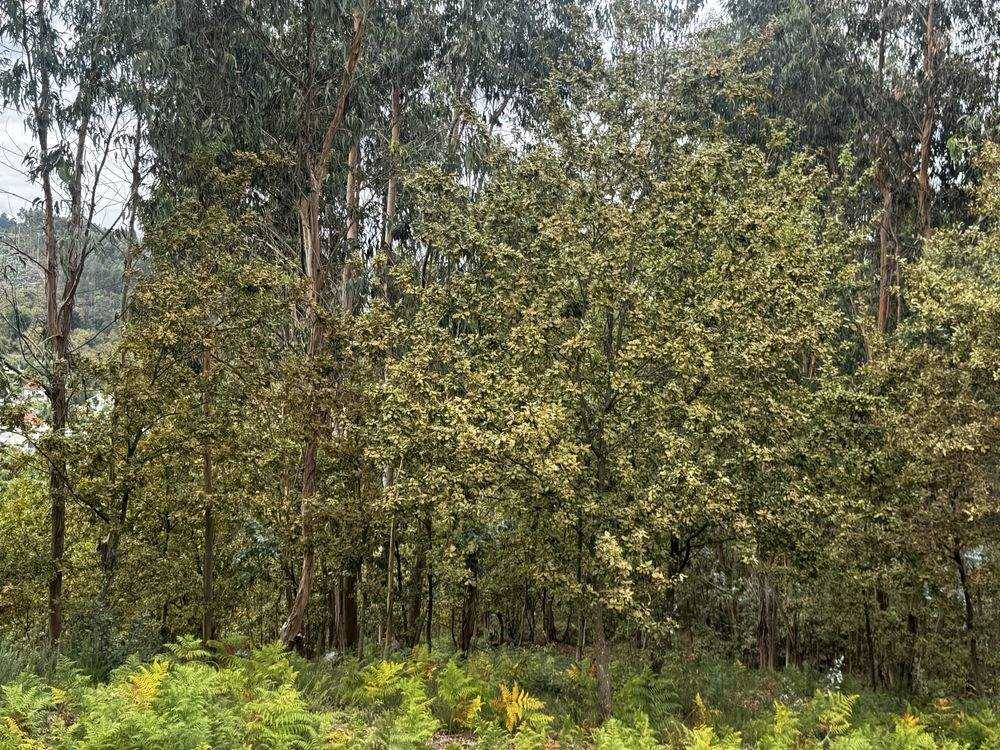 Terreno eucalipetos
